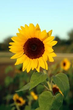 Sunflower Stock Photos
