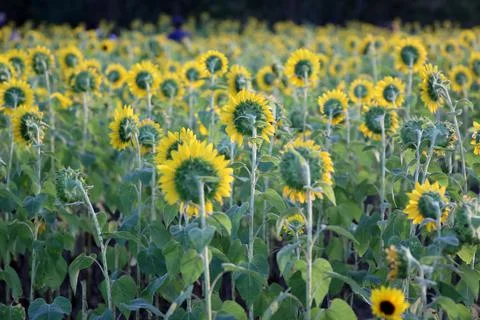 Sunflower Stock Photos