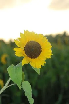 Sunflower Stock Photos