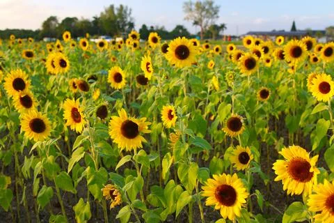 Sunflower Stock Photos