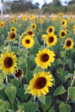 Sunflower Stock Photos