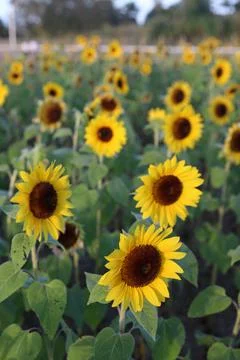 Sunflower Foto stock