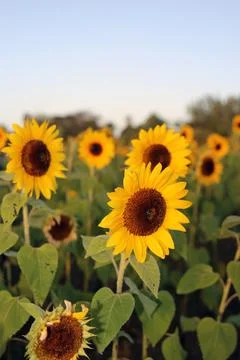 Sunflower Stock Photos