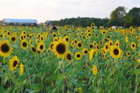 Sunflower Stock Photos