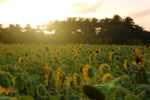 Sunflower Stock Photos