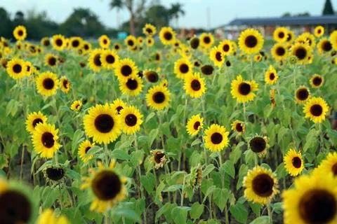 Sunflower Stock Photos