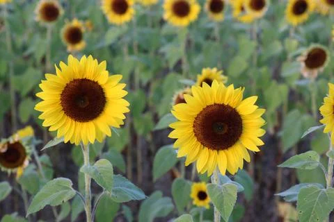 Sunflower Stock Photos