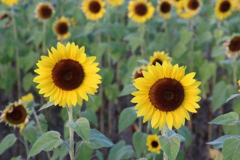 Sunflower Stock Photos