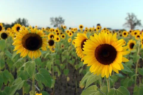 Sunflower Stock Photos
