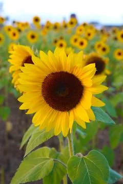 Sunflower Stock Photos