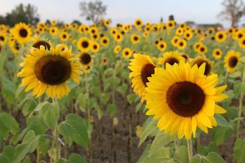 Sunflower Stock Photos
