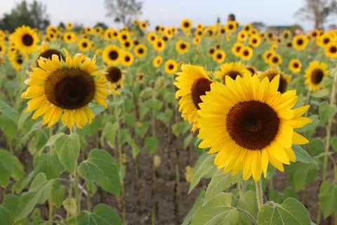 Sunflower Stock Photos