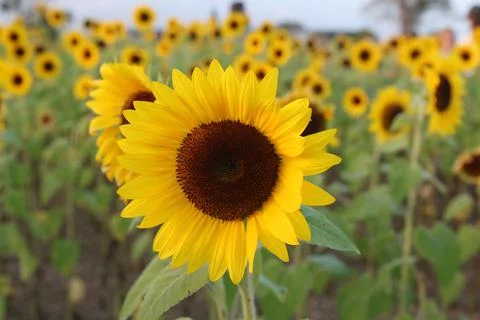 Sunflower Stock Photos
