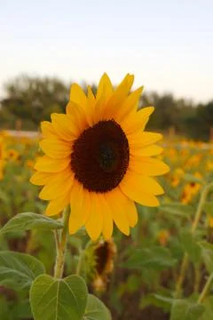 Sunflower Stock Photos