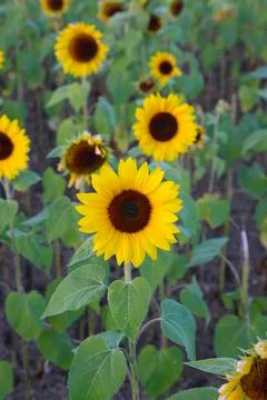 Sunflower Stock Photos