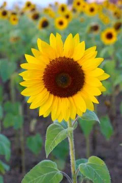 Sunflower Stock Photos