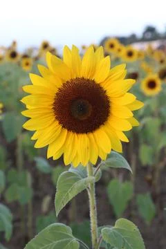 Sunflower Foto stock