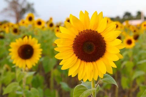 Sunflower Stock Photos