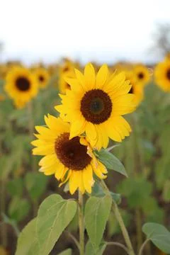 Sunflower Stock Photos