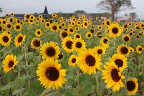 Sunflower Stock Photos