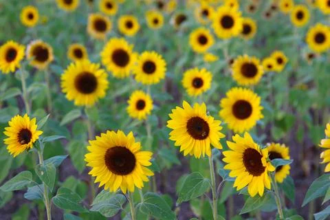 Sunflower Stock Photos