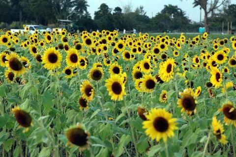Sunflower Stock Photos