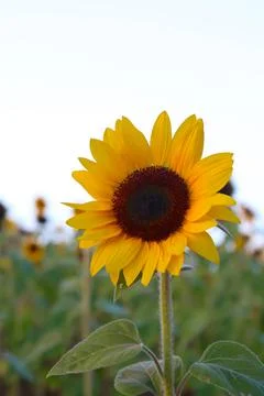 Sunflower Stock Photos