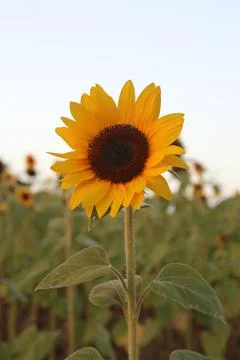 Sunflower Stock Photos