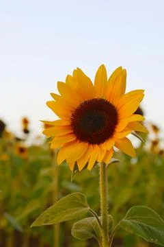Sunflower Foto stock