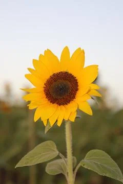 Sunflower Stock Photos