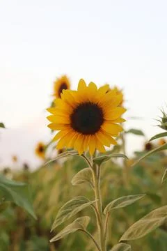 Sunflower Stock Photos