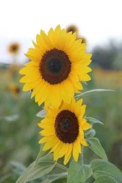Sunflower Stock Photos