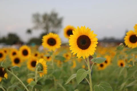 Sunflower Stock Photos