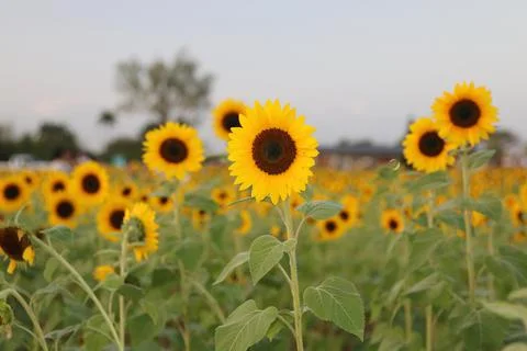 Sunflower Stock Photos