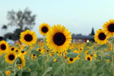 Sunflower Stock Photos