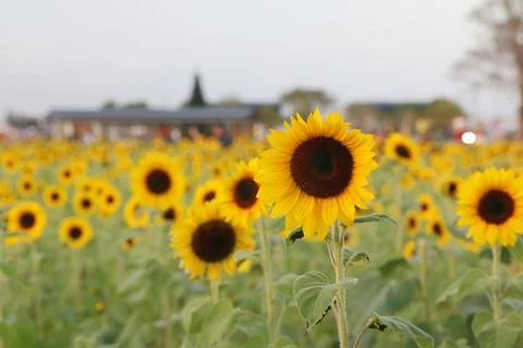 Sunflower Stock Photos