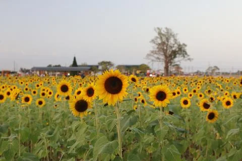Sunflower Stock Photos