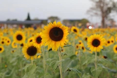 Sunflower Stock Photos