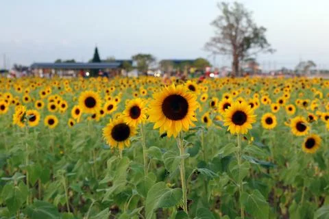 Sunflower Stock Photos
