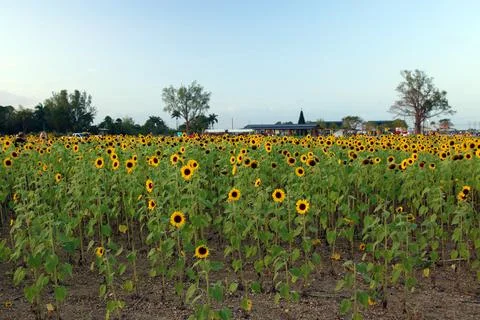 Sunflower Stock Photos