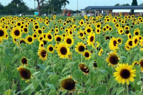Sunflower Stock Photos