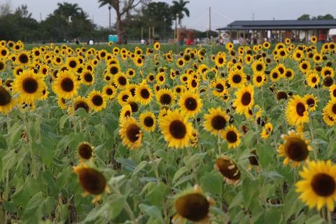 Sunflower Stock Photos