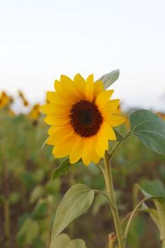 Sunflower Stock Photos