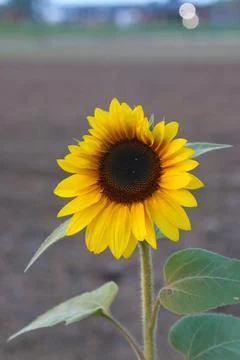 Sunflower Stock Photos