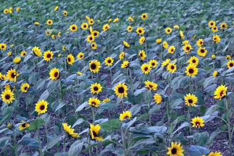 Sunflower Stock Photos