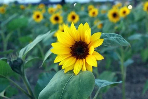 Sunflower Stock Photos
