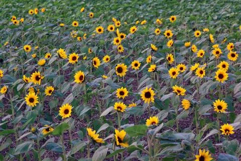 Sunflower Stock Photos