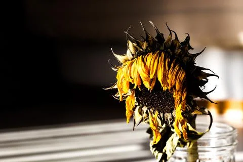 Sunflower 写真素材