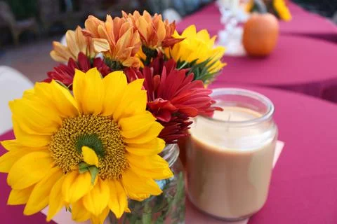Sunflower Stock Photos