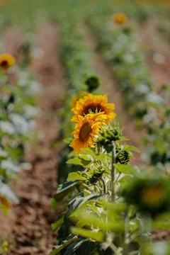 Sunflower Stock Photos